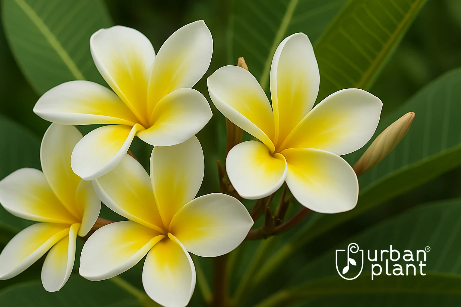 Plumeria (Frangipani) flowers blooming with vibrant yellow and white petals and lush green leaves – Urban Plant